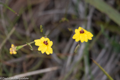 Goodenia trinervis