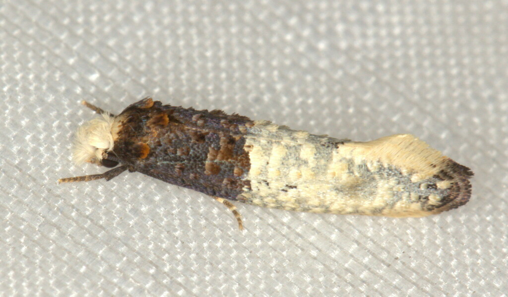 Trichophaga cuspidata