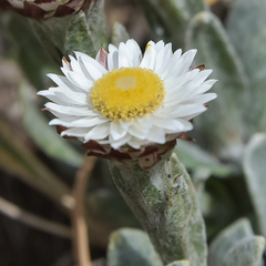 Helichrysum albo-brunneum
