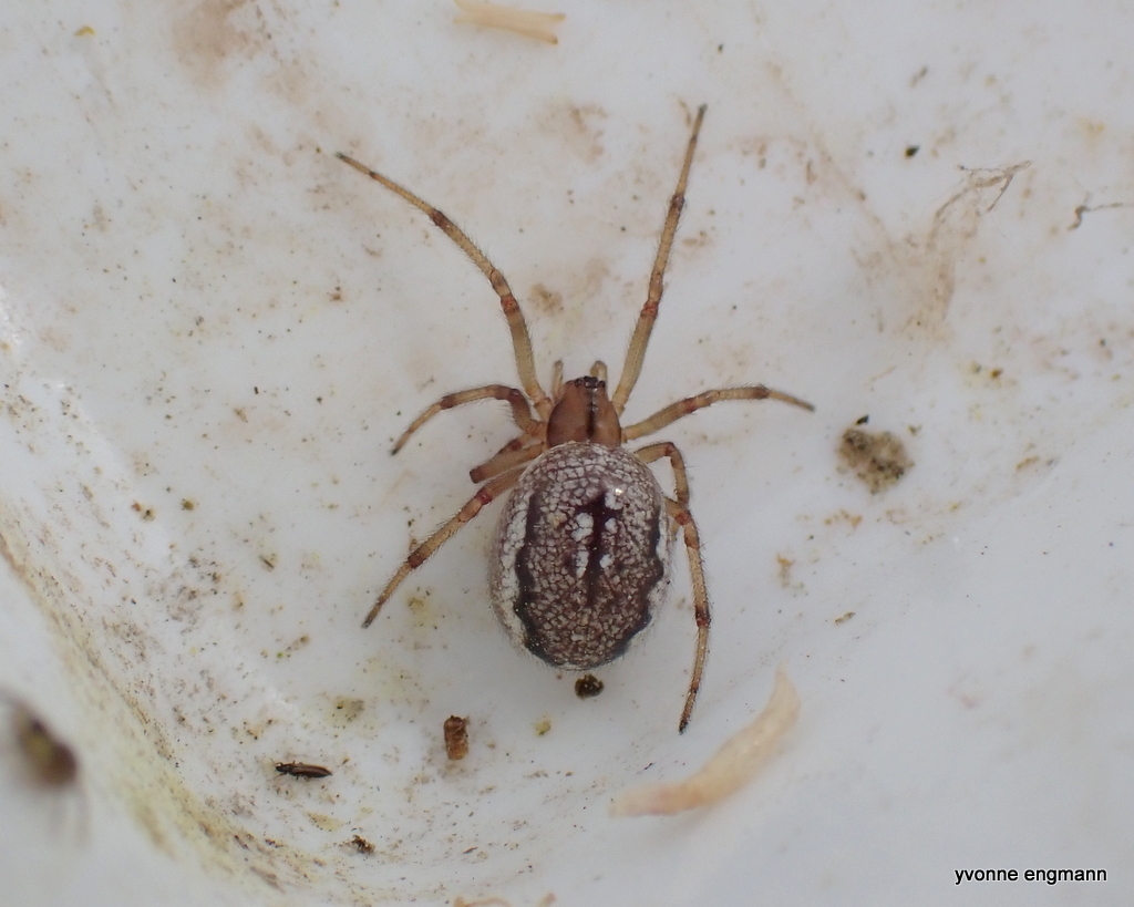 Enoplognatha mordax
