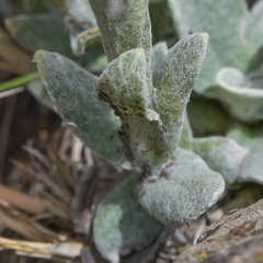 Helichrysum albo-brunneum