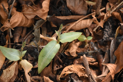 Image of Zeuxine longilabris by (c) deepachandran, some rights reserved (CC BY-SA)