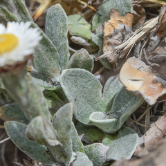 Helichrysum albo-brunneum