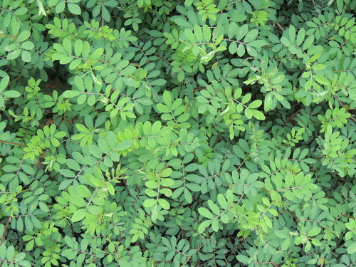 Creeping Indigo