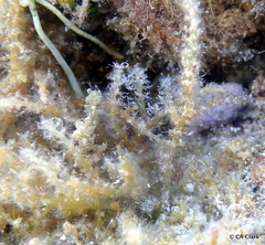 Acanthophora spicifera