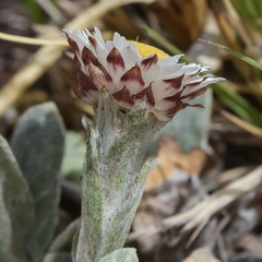 Helichrysum albo-brunneum