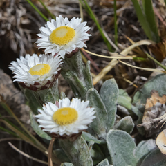Helichrysum albo-brunneum