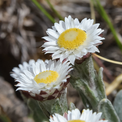 Helichrysum albo-brunneum