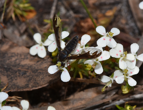 Aleucosia affinis