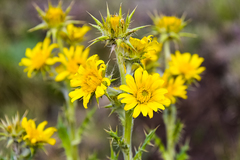 Berkheya buphthalmoides