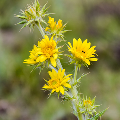 Berkheya buphthalmoides