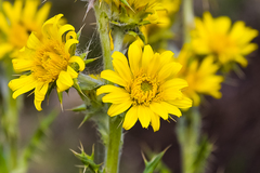 Berkheya buphthalmoides