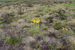 Berkheya buphthalmoides