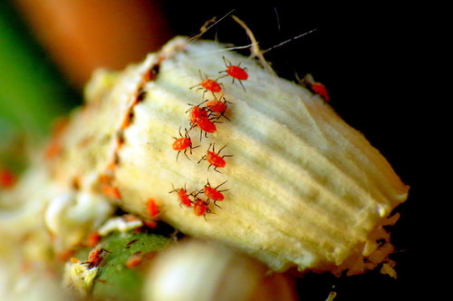 Cottony cushion scale