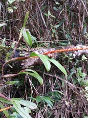 Bulbophyllum auriflorum image