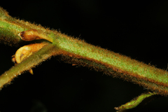Croton triqueter image