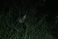 Sylvilagus brasiliensis