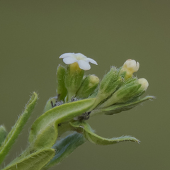 Lithospermum papillosum
