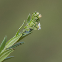 Lithospermum papillosum
