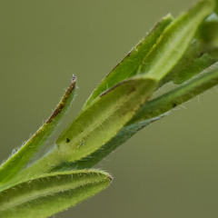 Lithospermum papillosum