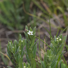 Lithospermum papillosum