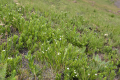 Lithospermum papillosum