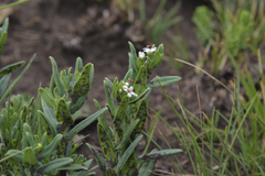 Lithospermum papillosum