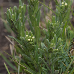 Lithospermum papillosum