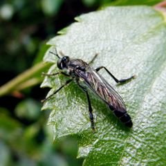 Dioctria hyalipennis