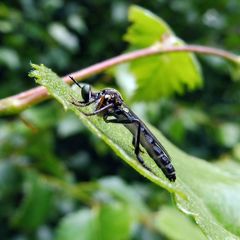 Dioctria hyalipennis