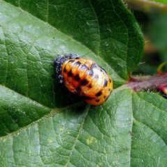 Coccinella septempunctata