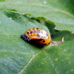Coccinella septempunctata
