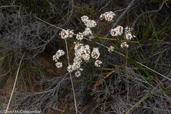 Lysinema