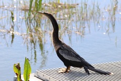 Anhinga anhinga leucogaster