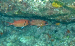 Sargocentron hastatum