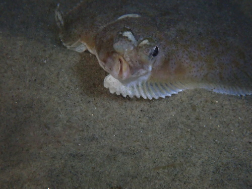 Krulvin-tong (Pleuronichthys decurrens) — Pleuronectidae — 3