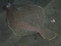 Curlfin Sole photo 3