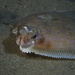 Curlfin Sole - Photo (c) Joseph Vechinski, some rights reserved (CC BY-NC), uploaded by Joseph Vechinski