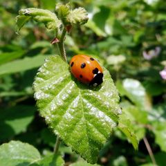 Coccinella septempunctata