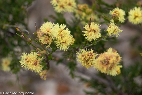 Coastal Honeymyrtle (Melaleuca systena) · iNaturalist