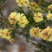 Coastal Honeymyrtle - Photo (c) David McCorquodale, some rights reserved (CC BY), uploaded by David McCorquodale