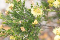 Melaleuca systena