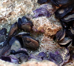 Nesochthamalus intertextus