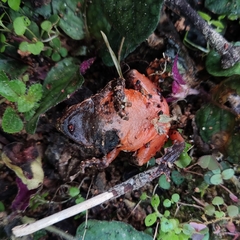 Malacca Frog photo 4