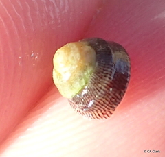 Peasiella tantilla