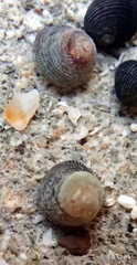 Peasiella tantilla