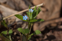 Memoremea scorpioides