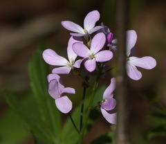 Cardamine quinquefolia
