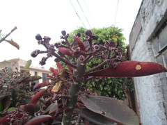 Monadenium