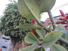 Monadenium
